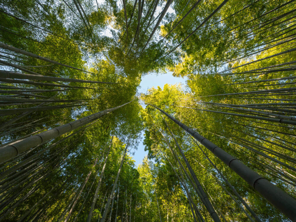 Holz Fey: Holzhandel in Dortmund, Parador Premium Partner